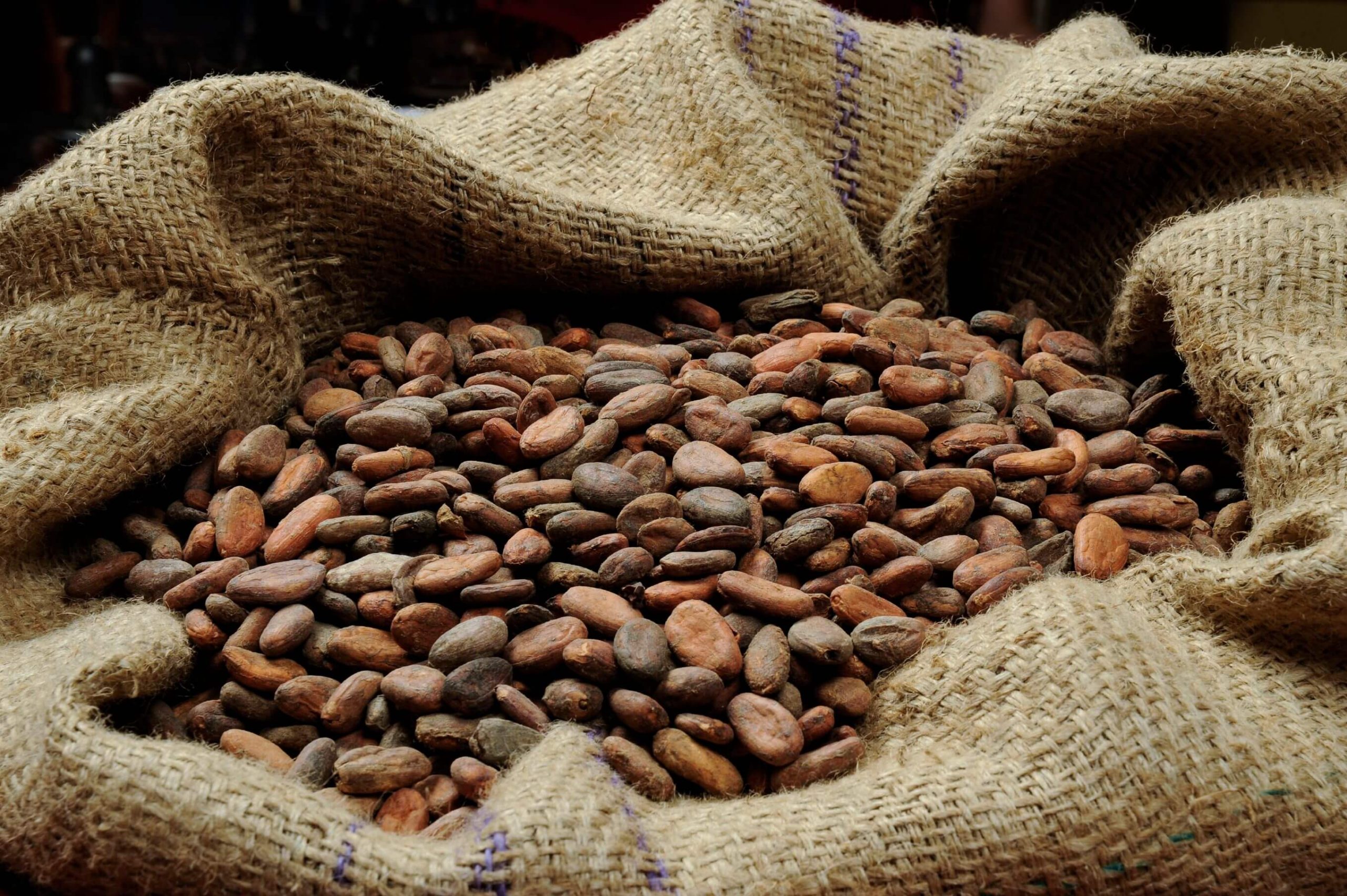 Cocoa Bean - Image 2
