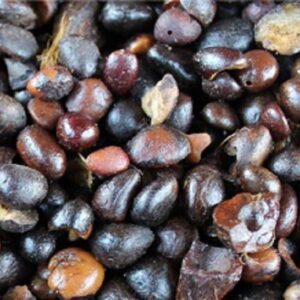 Palm Kernel